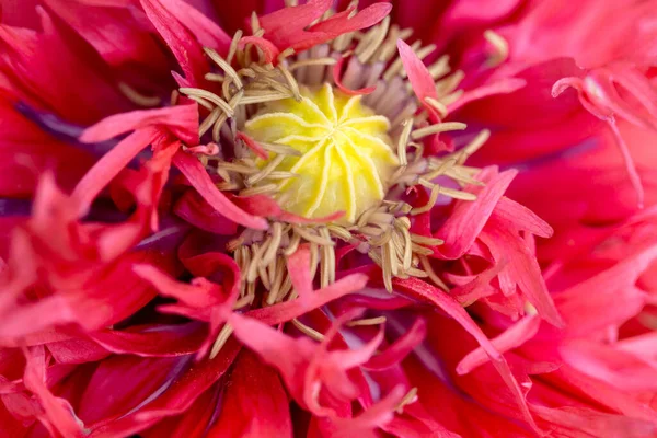Opiumvallmo Papaver Somniferum Vacker Blomma Och Detaljer — Stockfoto
