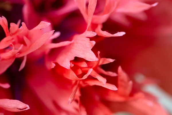 Опійний Мак Papaver Somniferum Красива Квітка Деталі — стокове фото