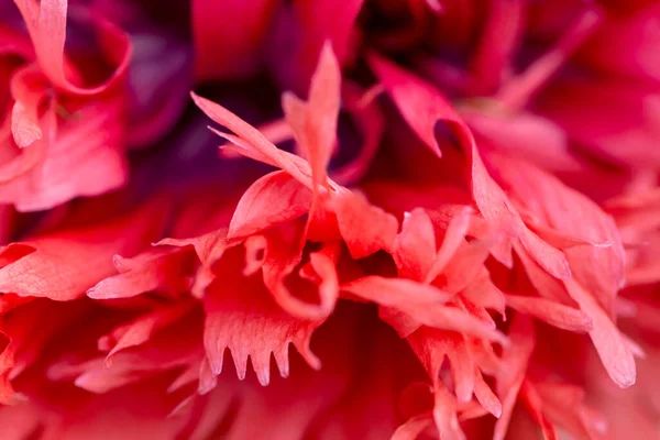 Опійний Мак Papaver Somniferum Красива Квітка Деталі — стокове фото