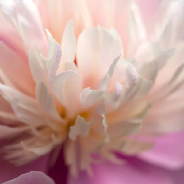 白牡丹 美丽的花朵和细节 — 图库照片