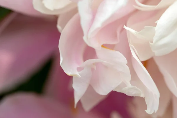 Peonía Común Peonia Officinalis Hermosa Flor Detalles —  Fotos de Stock