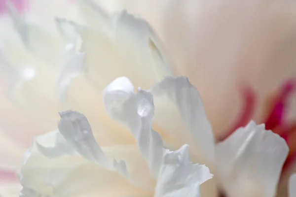 一般的な牡丹 Peonia Officinalis 美しい花 — ストック写真