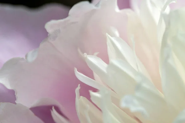 Common Peony Peonia Officinalis Beautiful Flower Details — Stock Photo, Image