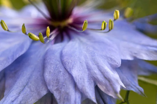 Szerelem Ködben Nigella Damascena Virág — Stock Fotó