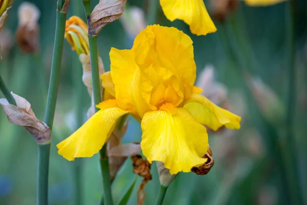 Bärtige Schwertlilie Iris Germanica Schöne Blume Stockbild
