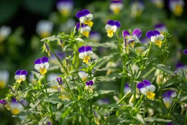 Vahşi Nonoş Viola Renkli Güzel Bitki Çiçekler Stok Fotoğraf