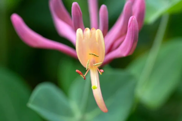 エトルリアのスイカズラ ロニチェラのエトルスカ 美しい花 ストックフォト