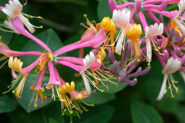 Etruscan Honeysuckle Lonicera Etrusca ดอกไม และรายละเอ ยดท สวยงาม รูปภาพสต็อก