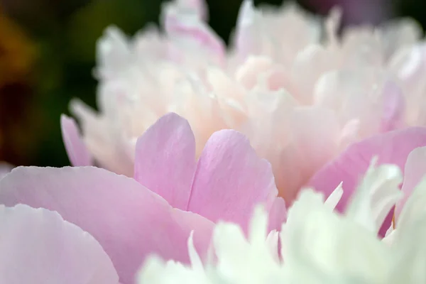白牡丹 美丽的花朵和细节 免版税图库图片