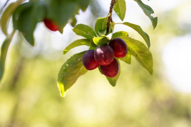 Neşeli erik - Prunus cerasifera olgun meyveler