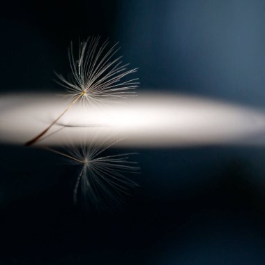 Akşam güneşinde karahindiba tohumlu kompozisyon