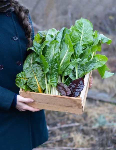 Gardener holds a wooden box of harvested autumn homemade organic swiss chard. Fresh herbs for sale at the local farmers market. Gardening and vegetable delivery concept. Female farmer