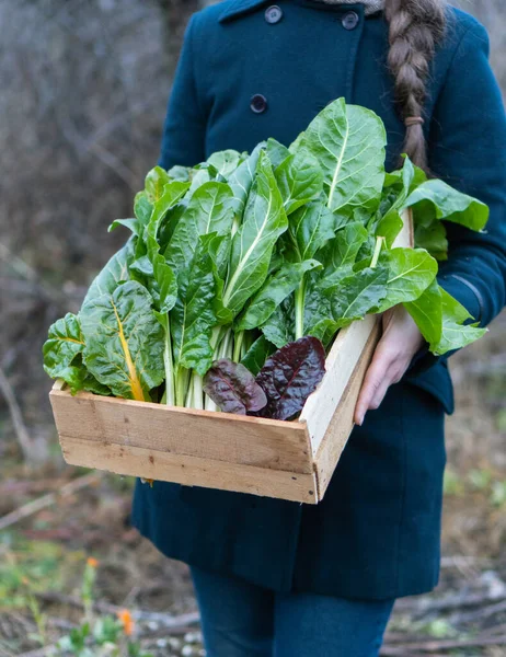 Gardener holds a wooden box of harvested autumn homemade organic swiss chard. Fresh herbs for sale at the local farmers market. Gardening and vegetable delivery concept. Female farmer