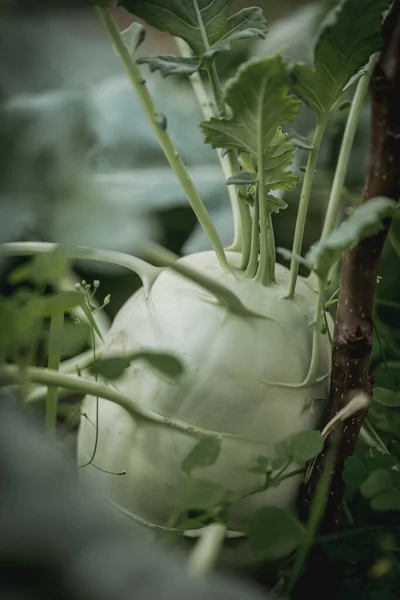 Čerstvé Zelené Kohlrabi Babbage Keři Stock Snímky