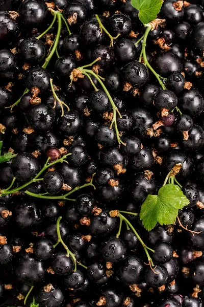 新鲜的黑莓 带有黑醋栗和绿色薄荷叶背景 图库图片