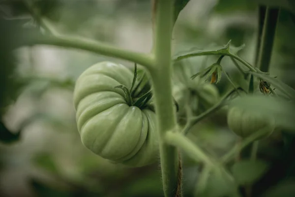 Gran Tomate Verde Crecimiento Jardín Los Tomates Verdes Crecen Arbusto — Foto de Stock