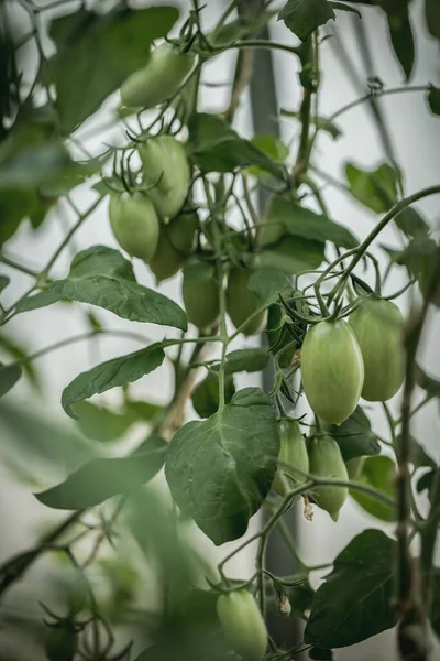 Cultivando Tomates Jardín Los Tomates Verdes Crecen Arbusto Muchos Tomates — Foto de Stock