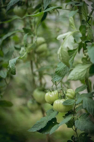 Mucho Cultivo Tomates Verdes Jardín Los Tomates Verdes Crecen Arbusto — Foto de Stock