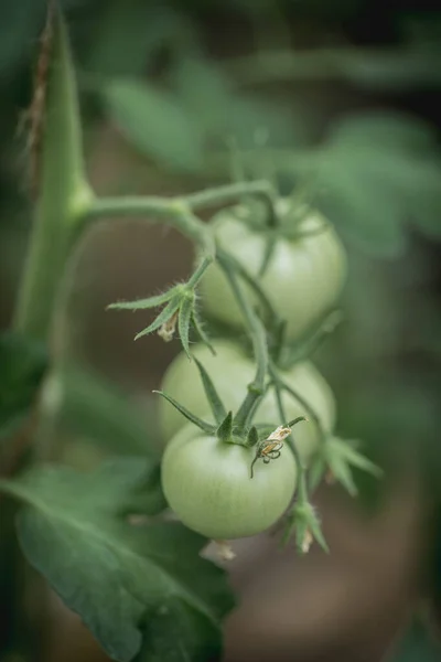Coltivare Pomodori Giardino Pomodori Verdi Crescono Cespuglio Foto Stock Royalty Free