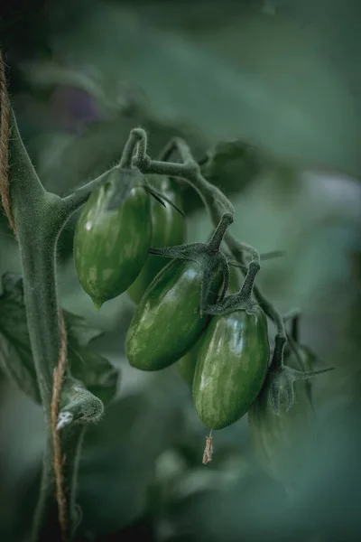 Coltivare Pomodori Giardino Pomodori Verdi Crescono Cespuglio Foto Stock