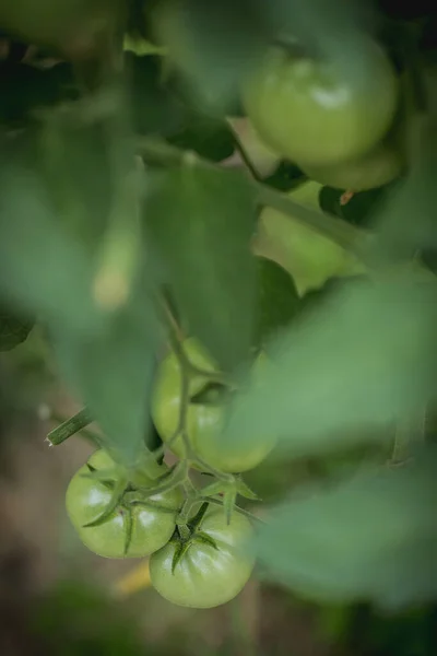 Cultivando Tomates Jardín Vista Superior Tomates Verdes Que Crecen Arbusto Fotos De Stock
