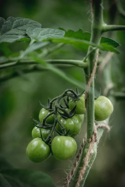 Moltissimi Pomodori Verdi Crescono Giardino Pomodori Verdi Crescono Cespuglio Immagini Stock Royalty Free