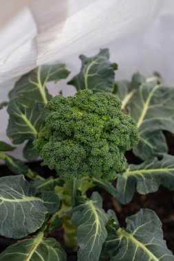 Serada taze lahana yetişiyor.