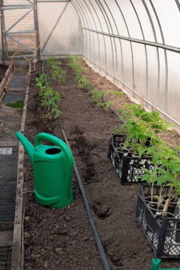 Bir seraya tohum ekmek ve sulamak.