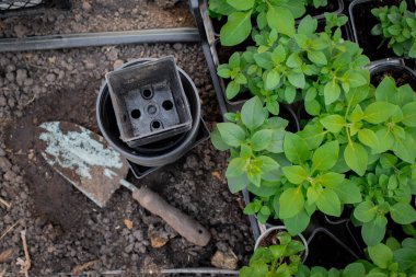 İçinde bir kürek ve fidanlar için bir kaç tencere bulunan bir seranın yukarıdan görünüşü. Saksılar, topraktan çıkan küçük bitkilerle düzgünce dizilmiştir. Kürek yakınlarda bir yerde. Seradaki genç bitkiler için araçlar ve ortam