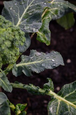 Bir brokoli çalısının yakından görüntüsü, yemyeşil yapraklarını sergiliyor ve çiçeklerini geliştiriyor. Bitki sağlıklı, canlı yapraklar ve brokoli kafalarının ilk evreleri oluşmaya başlıyor. Yaprakların zengin, yeşil dokusu g ile çelişiyor.