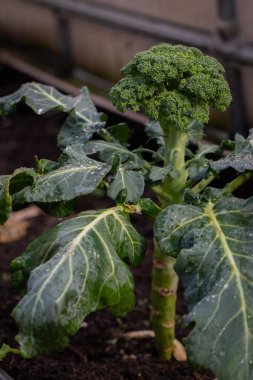 Bir brokoli çalısının yakından görüntüsü, yemyeşil yapraklarını sergiliyor ve çiçeklerini geliştiriyor. Bitki sağlıklı, canlı yapraklar ve brokoli kafalarının ilk evreleri oluşmaya başlıyor. Yaprakların zengin, yeşil dokusu g ile çelişiyor.
