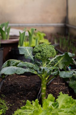 Bir brokoli çalısının yakından görüntüsü, yemyeşil yapraklarını sergiliyor ve çiçeklerini geliştiriyor. Bitki sağlıklı, canlı yapraklar ve brokoli kafalarının ilk evreleri oluşmaya başlıyor. Yaprakların zengin, yeşil dokusu g ile çelişiyor.