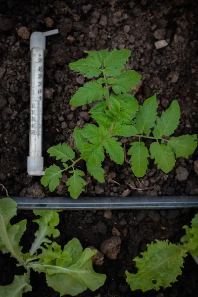 Serada yetişen domates fideleri. Yukarıdan bakıldığında, tohum tepsilerindeki sıra sıra küçük bitkiler görülebilir toprak ve yeşil yapraklar görülür. Sera çevresi. Doğal ışık.