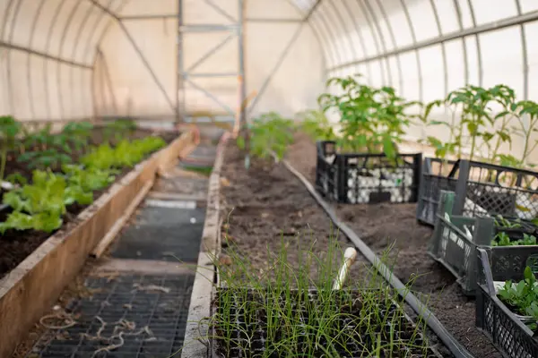 Bir seranın içindeki yataklarda fidanlar yetişiyor. Tohumlar düzgünce toprağa yerleştiriliyor ve çeşitli genç bitkiler sergileniyor. Yataklar iyi düzenlenmiş, bu da erken büyüme için besleyici bir ortam olduğunu gösteriyor..