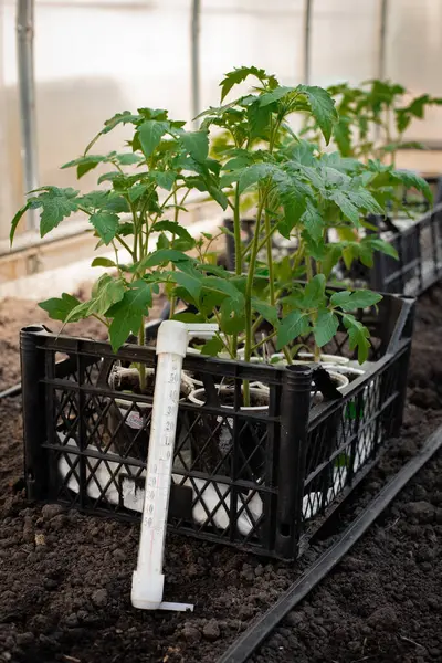 Küçük saksılarda yetişen domates fideleri, yan görüntüden çekiliyor. Bitkiler düzgünce düzenlenmiş ve genç domates bitkileri yeşil yapraklarla filizlenmiş. Tohumlar canlı ve bakımlı görünüyor. Bu da kontrollü bir ortamda erken büyüme olduğunu gösteriyor.