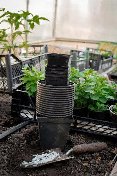 Yakına bir kürek yerleştirilmiş saksıları ve fidanları olan bir sera. Saksılarda büyüyen genç bitkiler, daha fazla bakım ve ekime hazırlar. Genel sahne, serada bitki yetiştirmek için gerekli araç ve çevreyi yakalar..