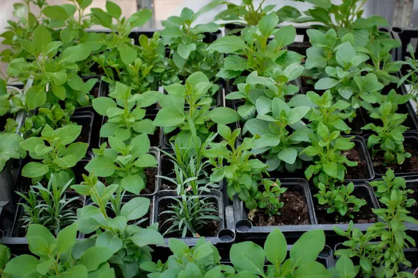 Çeşitli fidelerin yakın plan görüntüsü, bitki büyümesinin ilk aşamalarını gözler önüne seriyor. Tohumlar canlı ve sağlıklıdır. Topraktan küçük yapraklarla çıkmaya başlarlar.. 