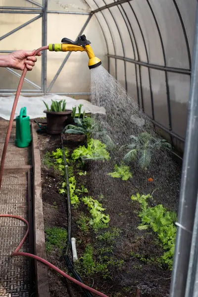 Seranın içindeki fideleri sulama işlemi. Sera ortamı, fidelerin gelişmesine olanak sağlayan kontrollü koşullarla ideal bir ortam sağlıyor. Bitkiler canlı görünüyor, ve sahne gerekli özen ve ilgiyi vurguluyor.