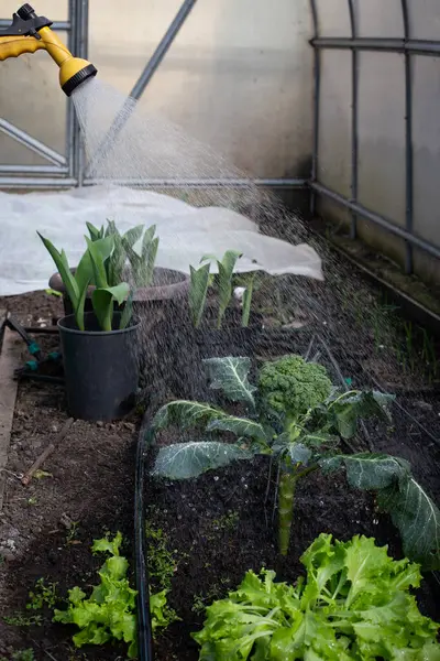 Seranın içindeki fideleri sulama işlemi. Sera ortamı, fidelerin gelişmesine olanak sağlayan kontrollü koşullarla ideal bir ortam sağlıyor. Bitkiler canlı görünüyor, ve sahne gerekli özen ve ilgiyi vurguluyor.