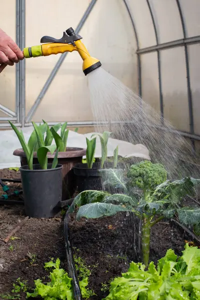 Seranın içindeki fideleri sulama işlemi. Sera ortamı, fidelerin gelişmesine olanak sağlayan kontrollü koşullarla ideal bir ortam sağlıyor. Bitkiler canlı görünüyor, ve sahne gerekli özen ve ilgiyi vurguluyor.