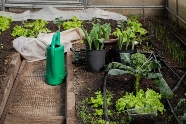 Sulama kabı bir seranın ortasına yerleştirilmiş, tohumları sulamaya hazır. Konserve merkezi olarak konumlandırılarak bitkilerin yetiştirilmesindeki rolü vurgulanıyor. Sulama kabının etrafında çeşitli tepsiler ya da çömlekler var. Sera. 