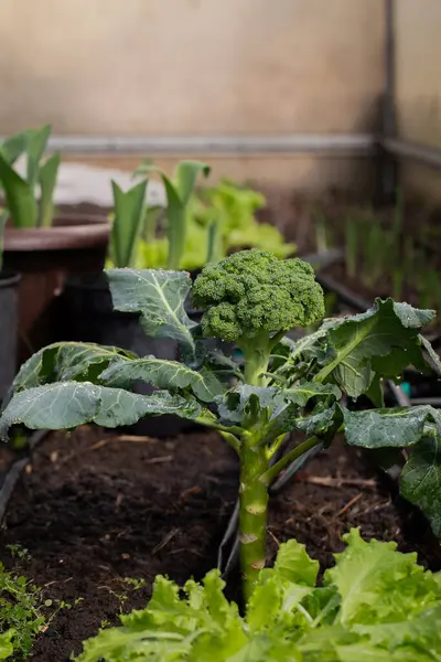 Bir brokoli çalısının yakından görüntüsü, yemyeşil yapraklarını sergiliyor ve çiçeklerini geliştiriyor. Bitki sağlıklı, canlı yapraklar ve brokoli kafalarının ilk evreleri oluşmaya başlıyor. Yaprakların zengin, yeşil dokusu g ile çelişiyor.