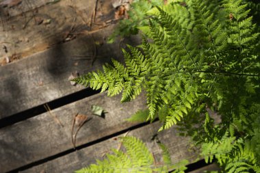 Güneşli bir yaz gününde yaşlı bir ağacın arka planında taze yeşil eğreltiotu yaprağı. Metnin için boşluk kopyala.
