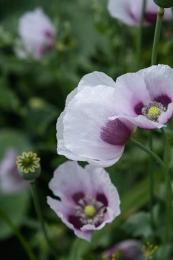 Kırılgan beyaz gelincik çiçekleri yakın plan. Tıbbi ve gıda ürünleri. Doğal arkaplan.