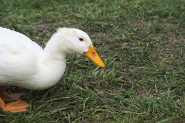 Portrait of a white Peking duck on a free range. The concept of green eco-friendly poultry farming.