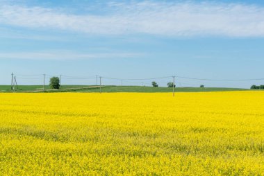 Sarı kolza tohumu tarlası ve güneşli bir günde mavi gökyüzü. Ukrayna bayrağının renkleri. Ukrayna tarım illüstrasyonu.