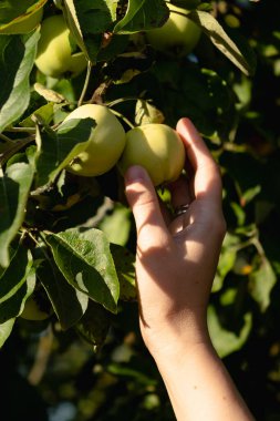 Ağaç dalından yeşil bir elma koparan bir kadının eli. Bir bahçıvanın elleri bir ağaç dalından organik elma mahsulü toplar, yakın plan, hasat eder. Çevre dostu tarım.