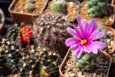 Mammillaria Schumannii kaktüsü ve pembe çiçek..