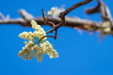 Mavi gökyüzü ile çiçek açan beyaz Akasya çiçeği.