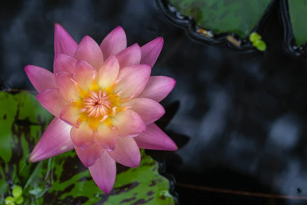 Pastel Pink Lotus Green Lotus Leaves Black Water Background — Stock Photo, Image